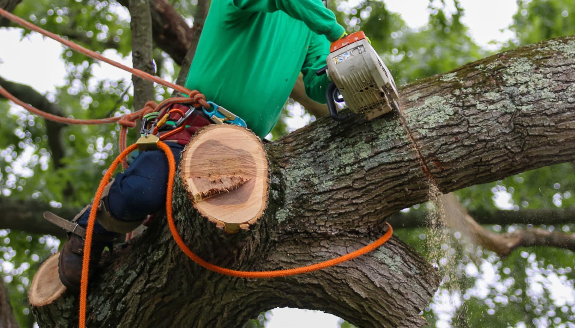 Shed your worries away with best tree removal in Middletown Township