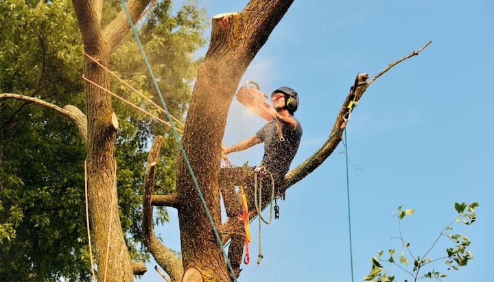 Get rid of tree problems with the expert tree removal contractors in Middletown Township