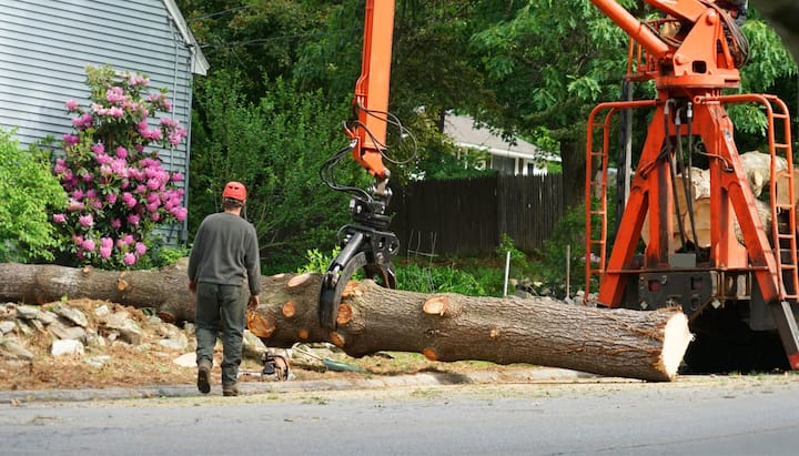 Local partner for Tree removal services in Middletown Township