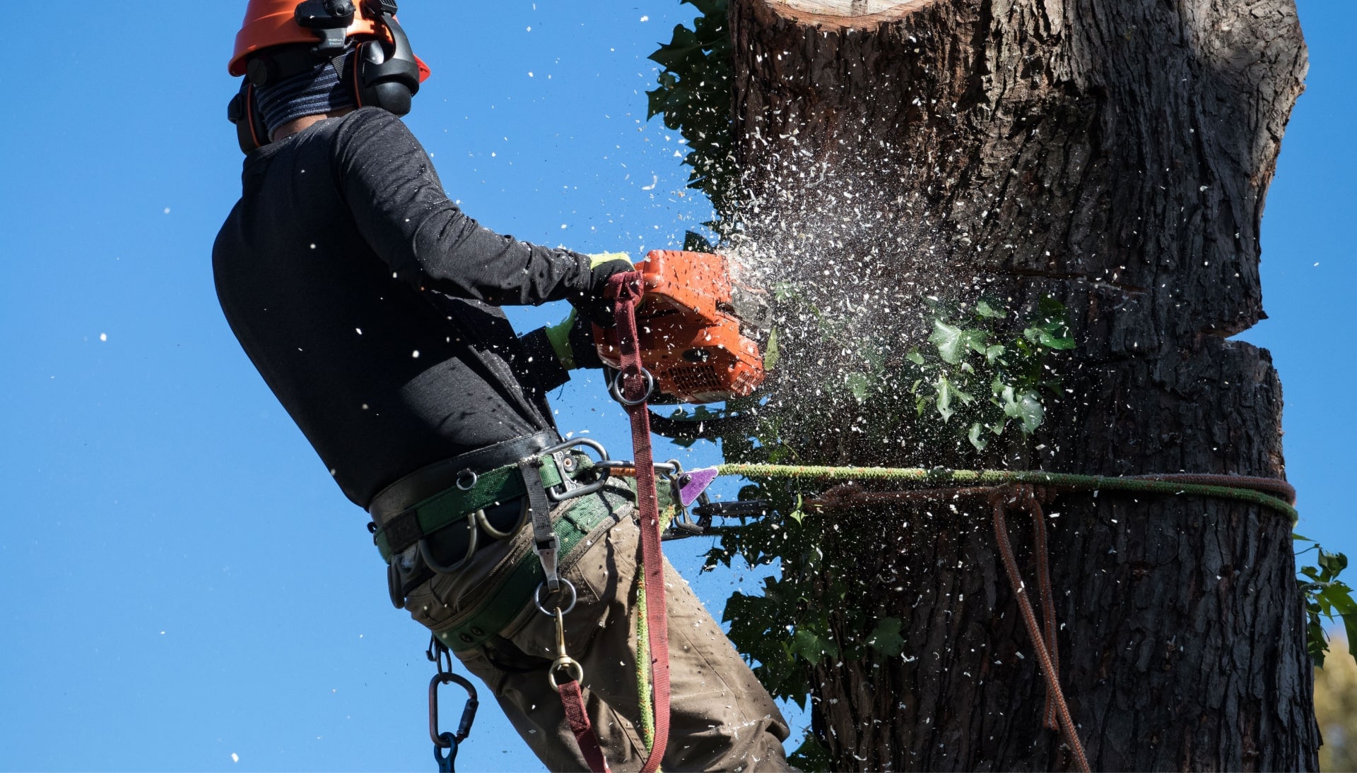 Professional Tree removal solutions in Middletown Township